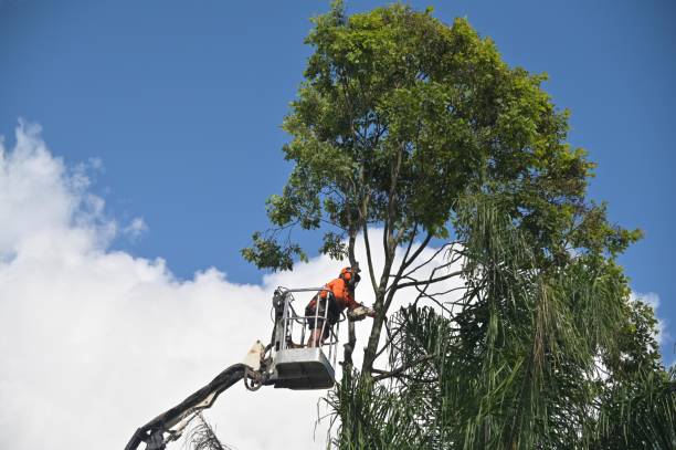 How Our Tree Care Process Works  in  Ferndale, MI